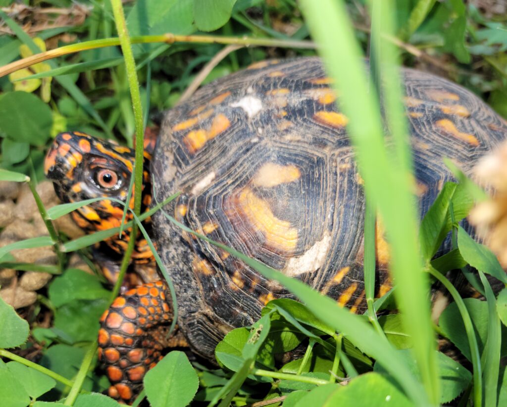 Home - Upstate Turtle Rehab